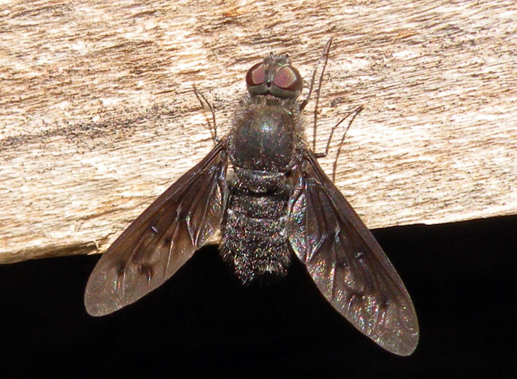 Anthrax cf. varius (Bombyliidae)